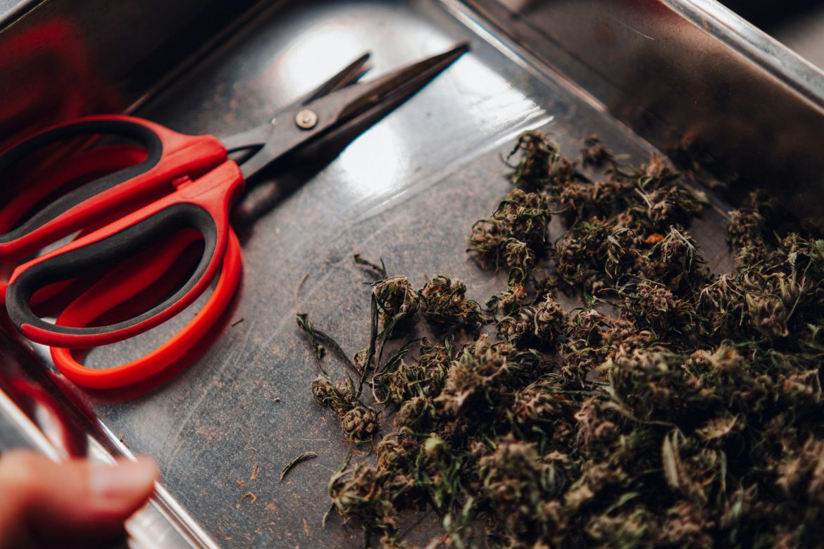 CBD žiedai: kodėl jie legalūs, bet vis tiek sukelia diskusijų? Štai ką reikia žinoti prieš perkant